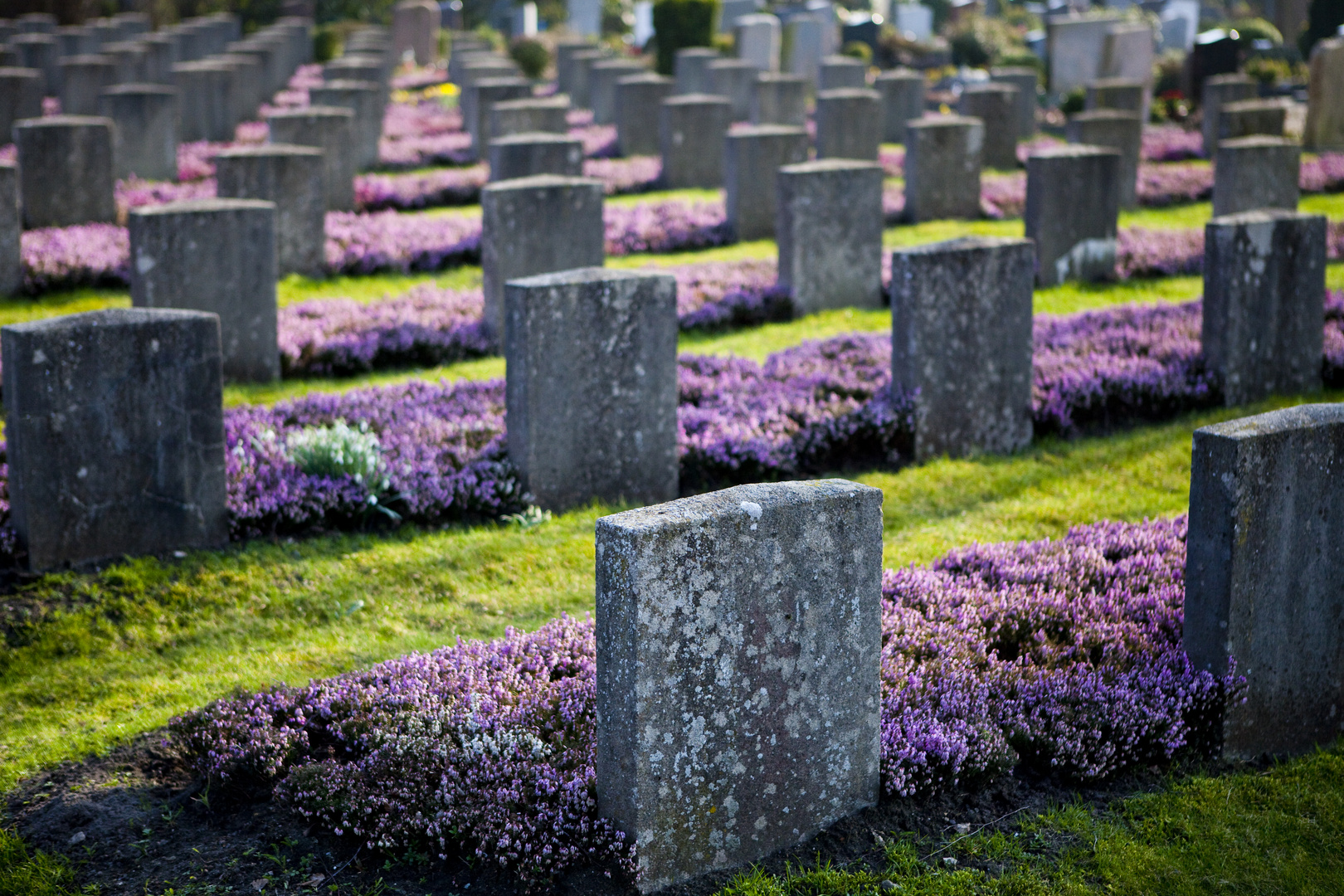 Zentralfriedhof MS