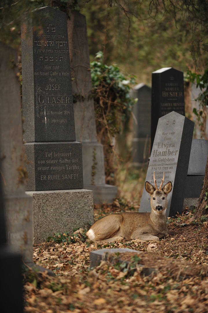 Zentralfriedhof Wien