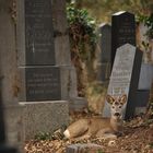 Zentralfriedhof Wien