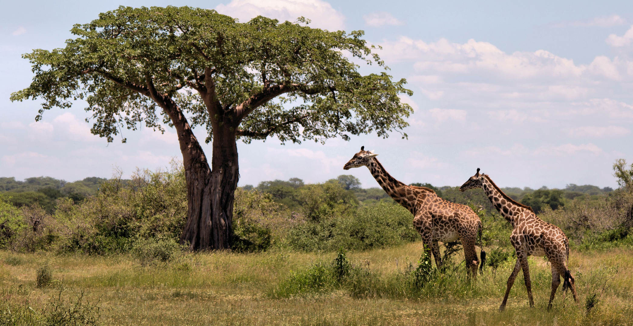 Zentraltansania - Ruaha Nationalpark