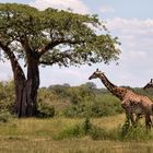 Zentraltansania - Ruaha Nationalpark