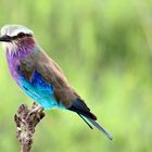 Zentraltansania - Ruaha Nationalpark