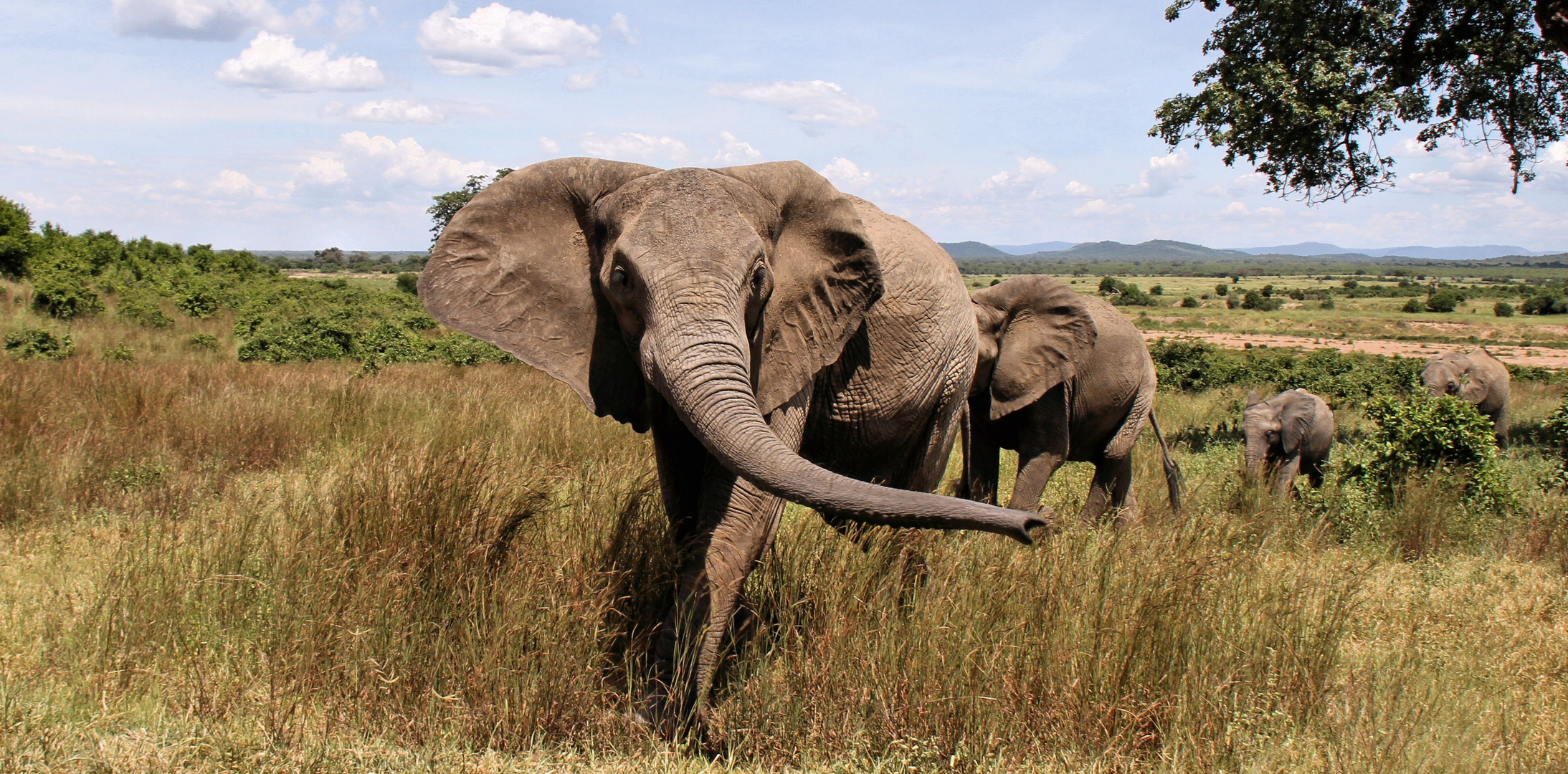  Zentraltansania- Ruaha Nationalpark