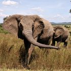  Zentraltansania- Ruaha Nationalpark