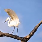 Zentraltansania - Ruaha Nationalpark