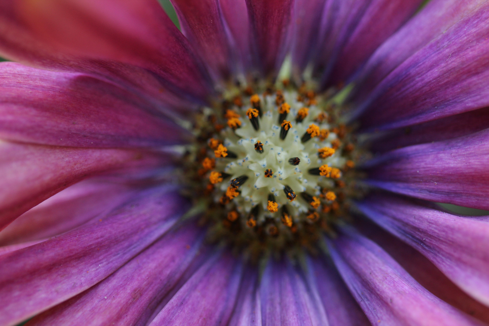 Zentrum einer lila Blüte