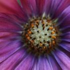 Zentrum einer lila Blüte