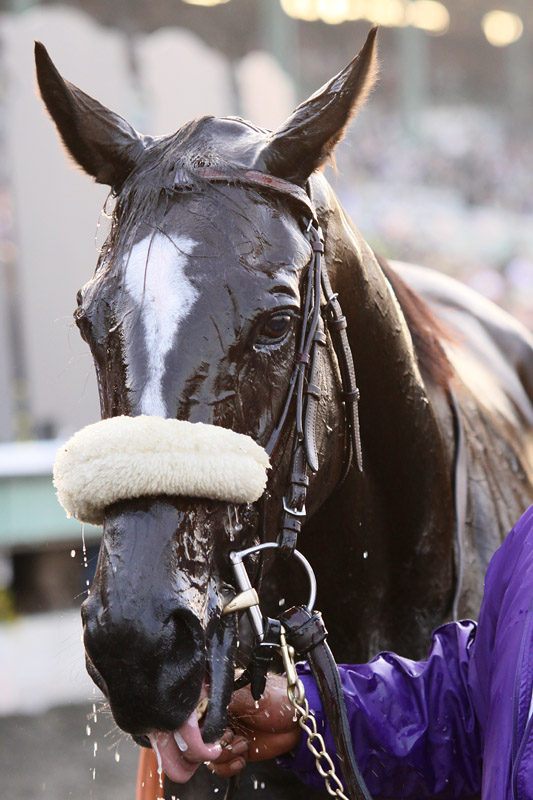 ZENYATTA nach dem Breeders Cup - Ein Portrait der anderen Art