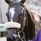 ZENYATTA nach dem Breeders Cup - Ein Portrait der anderen Art