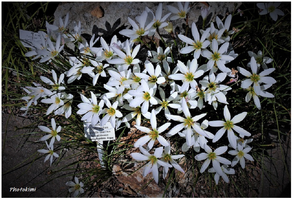 Zephyranthes