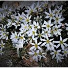 Zephyranthes