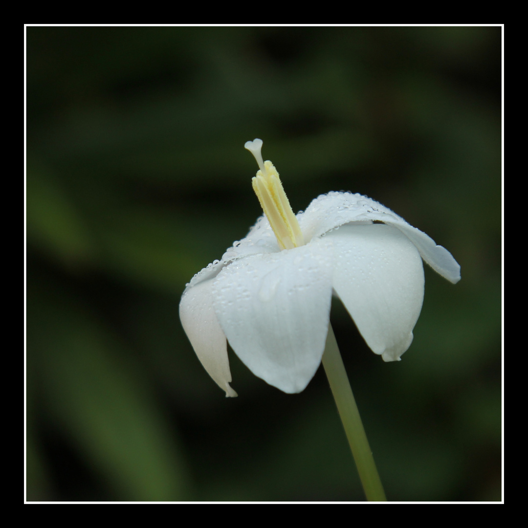 Zephyranthes hexandra