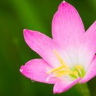 Zephyranthes rosea