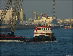 ZEPHYRUS / Coastal Tug / Beerkanal / Europoort / Rotterdam