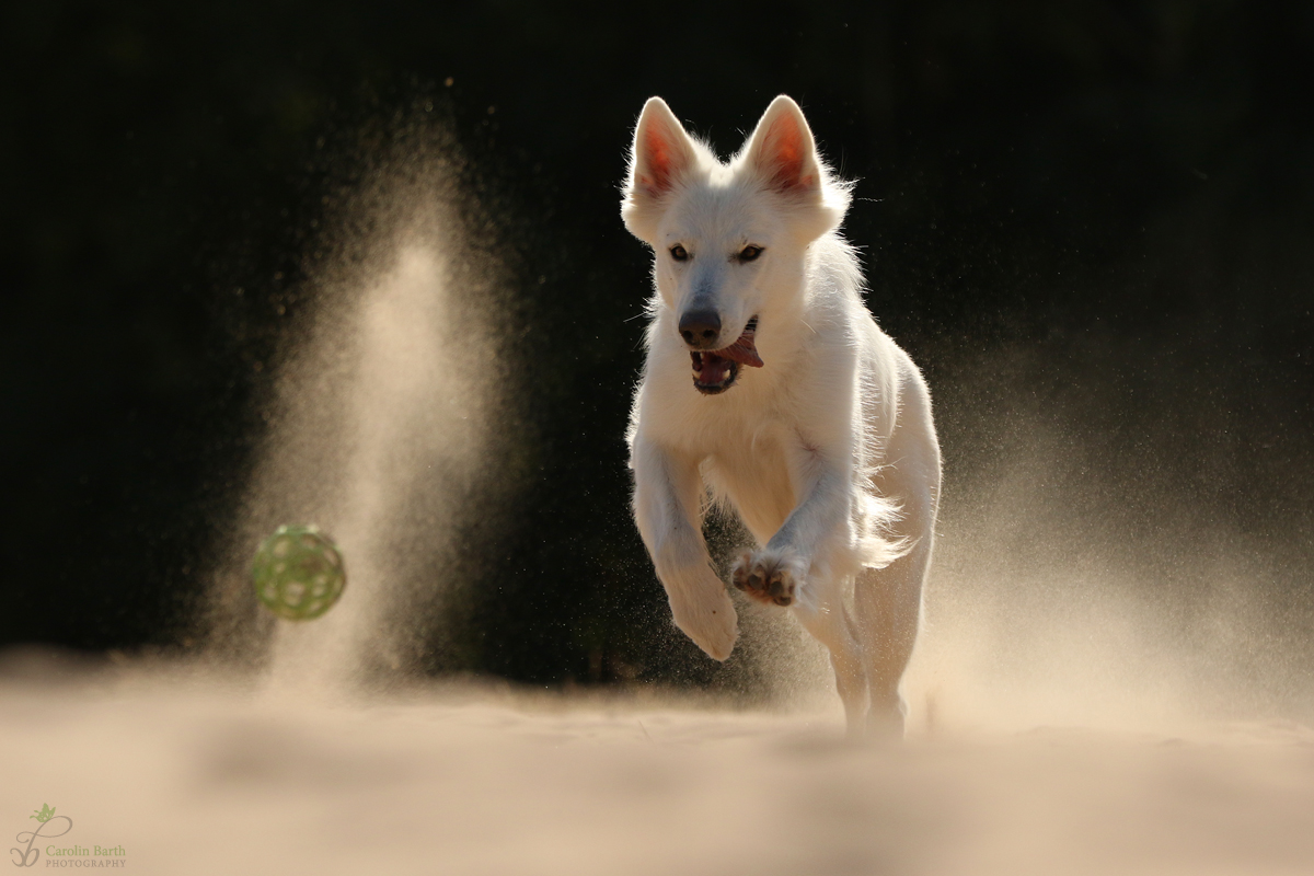 Zera im Sand