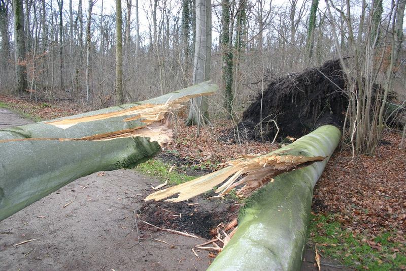 Zerborstener Baumriese nach Sturm