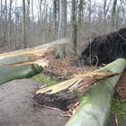 Zerborstener Baumriese nach Sturm