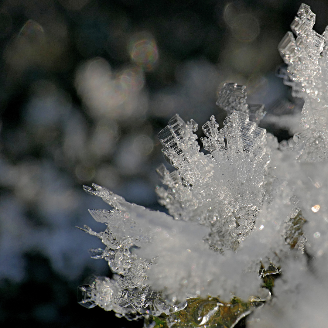 Zerbrechlich Foto & Bild bokeh colorfoto 0422, juryvoting