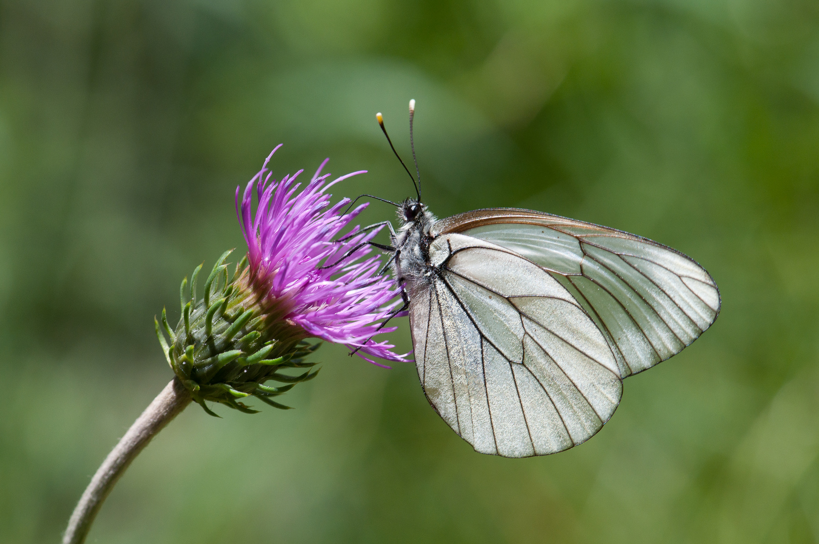 zerbrechlich wie Glas Foto & Bild tiere, wildlife, natur Bilder auf