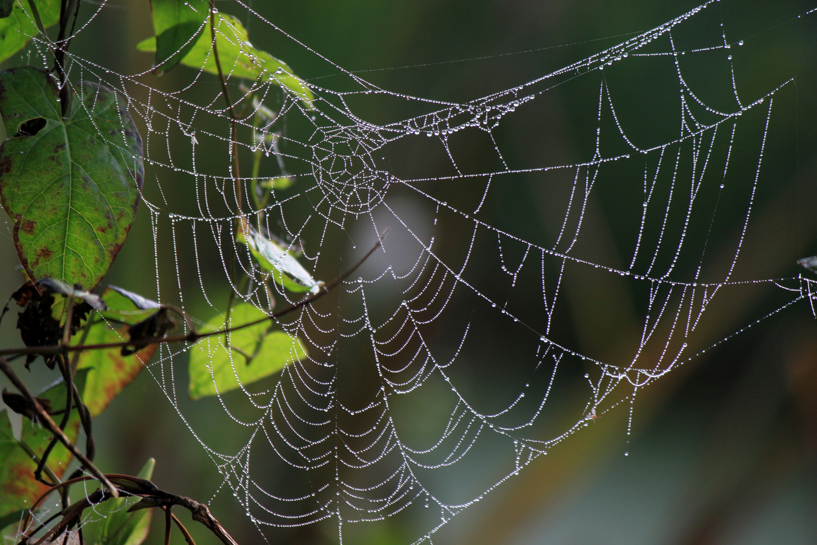 zerbrechliche Natur