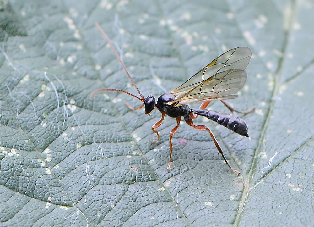 Zerbrechlicher Flieger