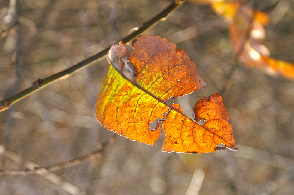 zerbrechliches Herbstblatt