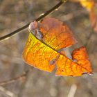 zerbrechliches Herbstblatt