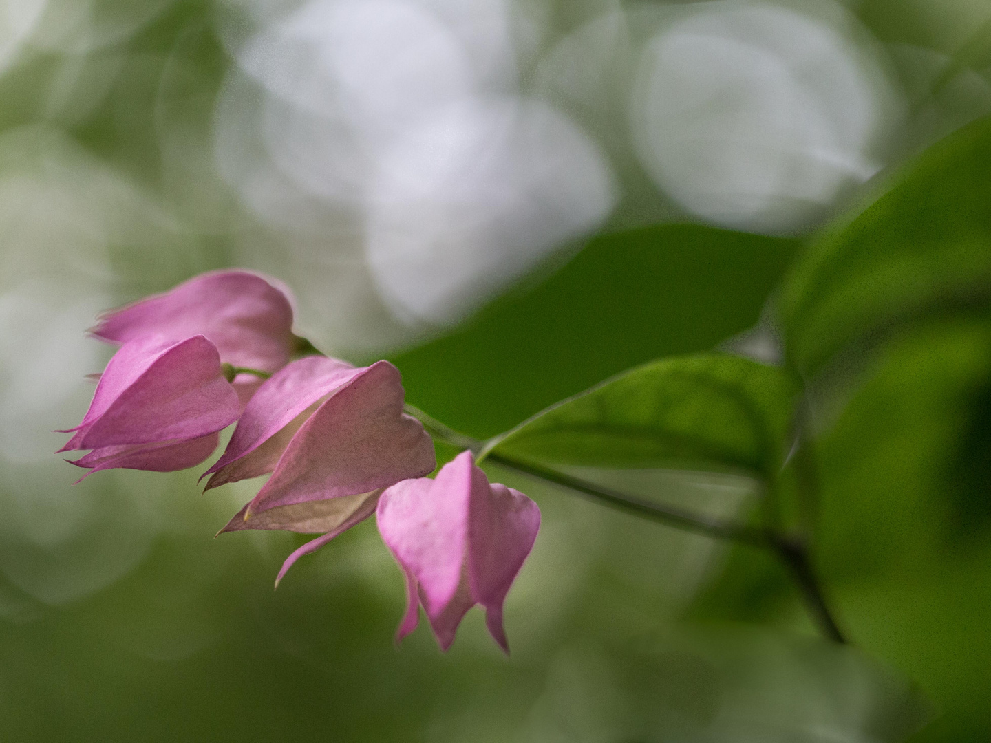 Zerbrechliches Magenta