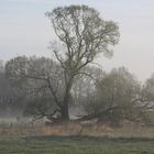 Zerbrochener Baum