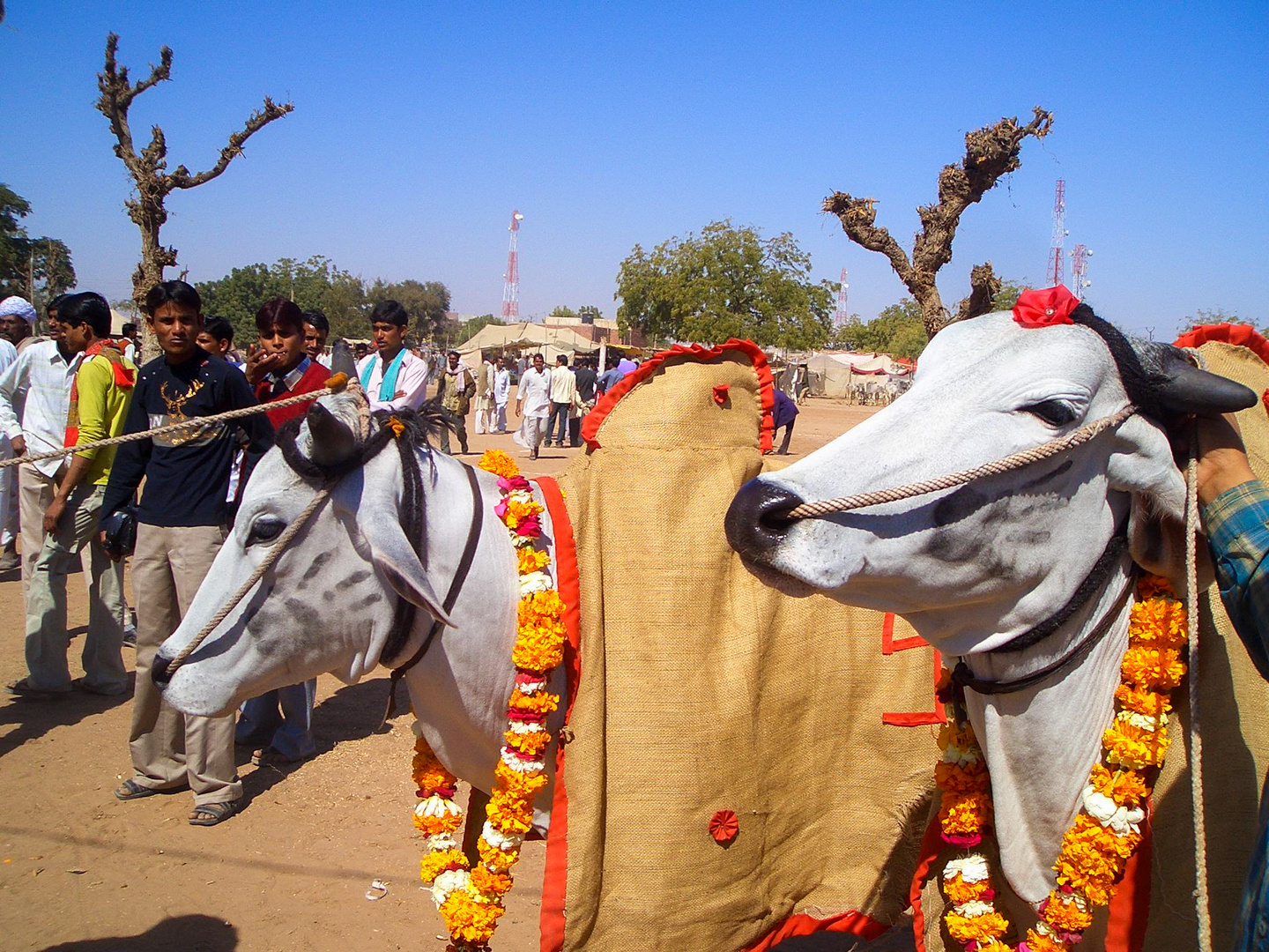 Zeremonienkühe nahe Jaipur