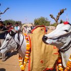 Zeremonienkühe nahe Jaipur