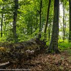 Zerfallender Baumstamm in einem Wäldchen