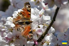 Zerfleddert aber flugfähig