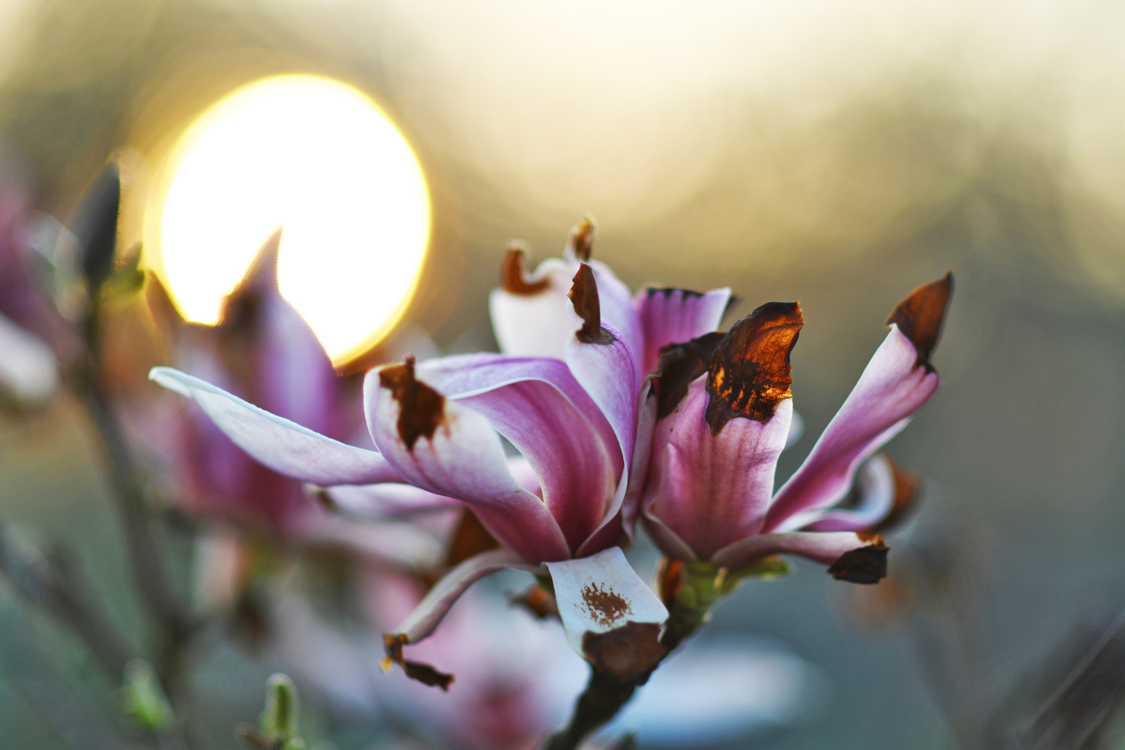 Zerfrorene Magnolienblüte im Sonnenuntergang