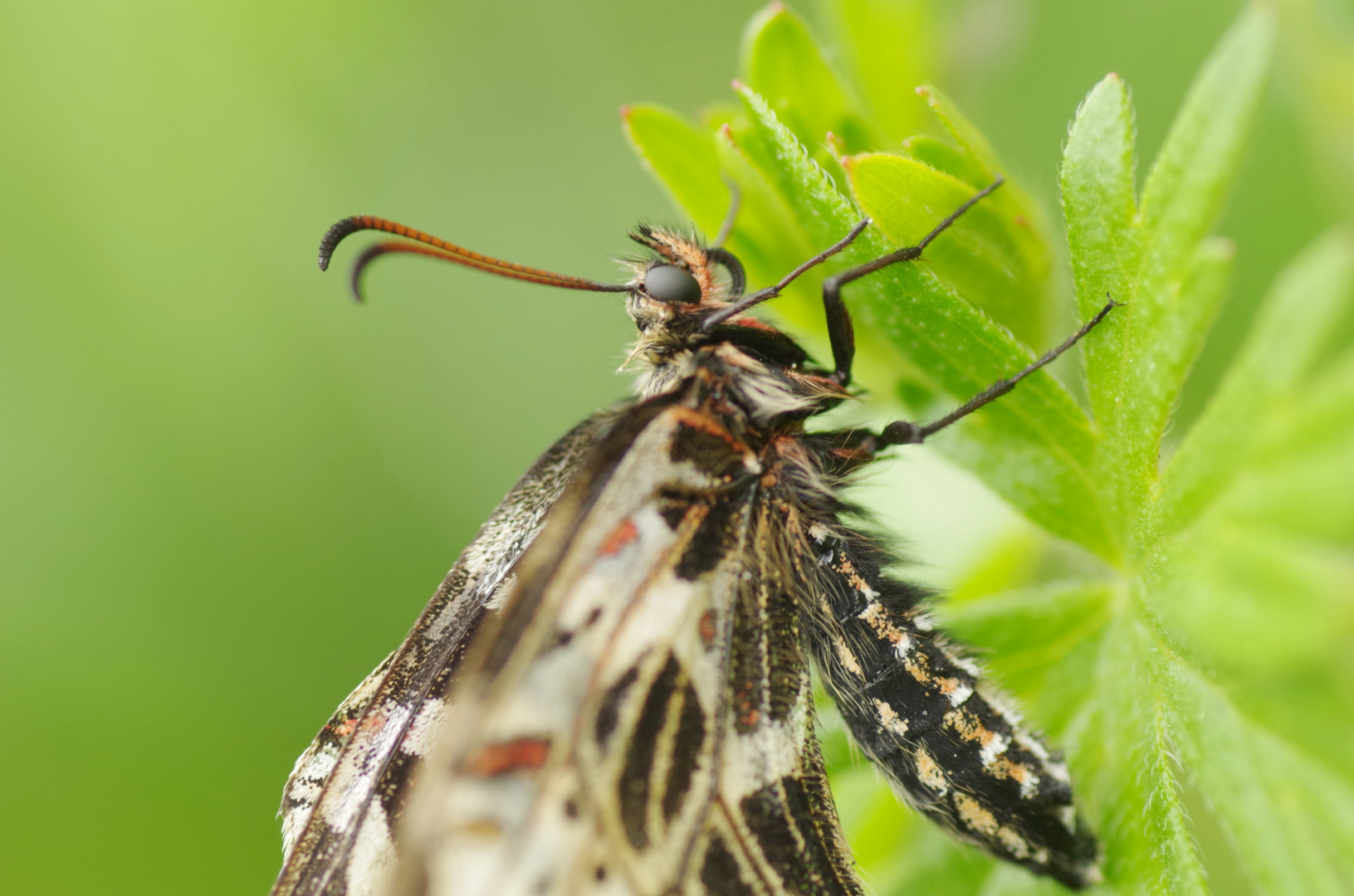 Zerinthia polyxena