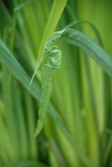 zerknautschtes blatt