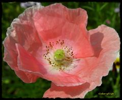 *zerknittert* oder Blüte im Knitterlook