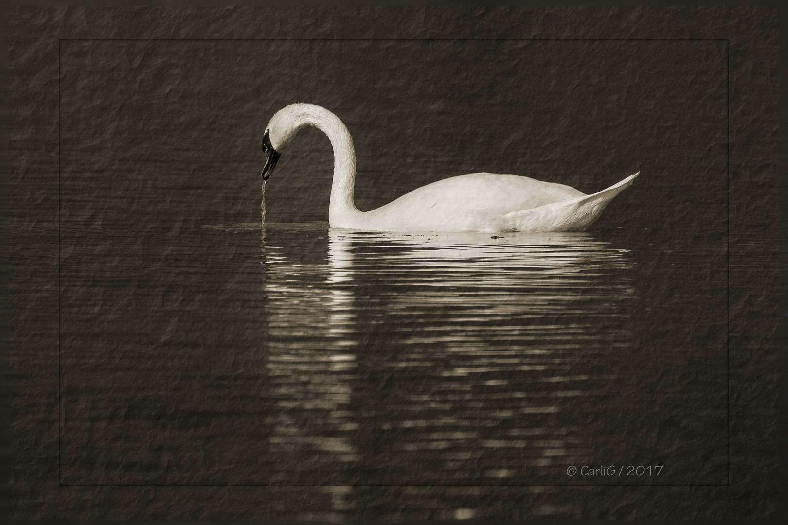 Zerknüllter Schwan…