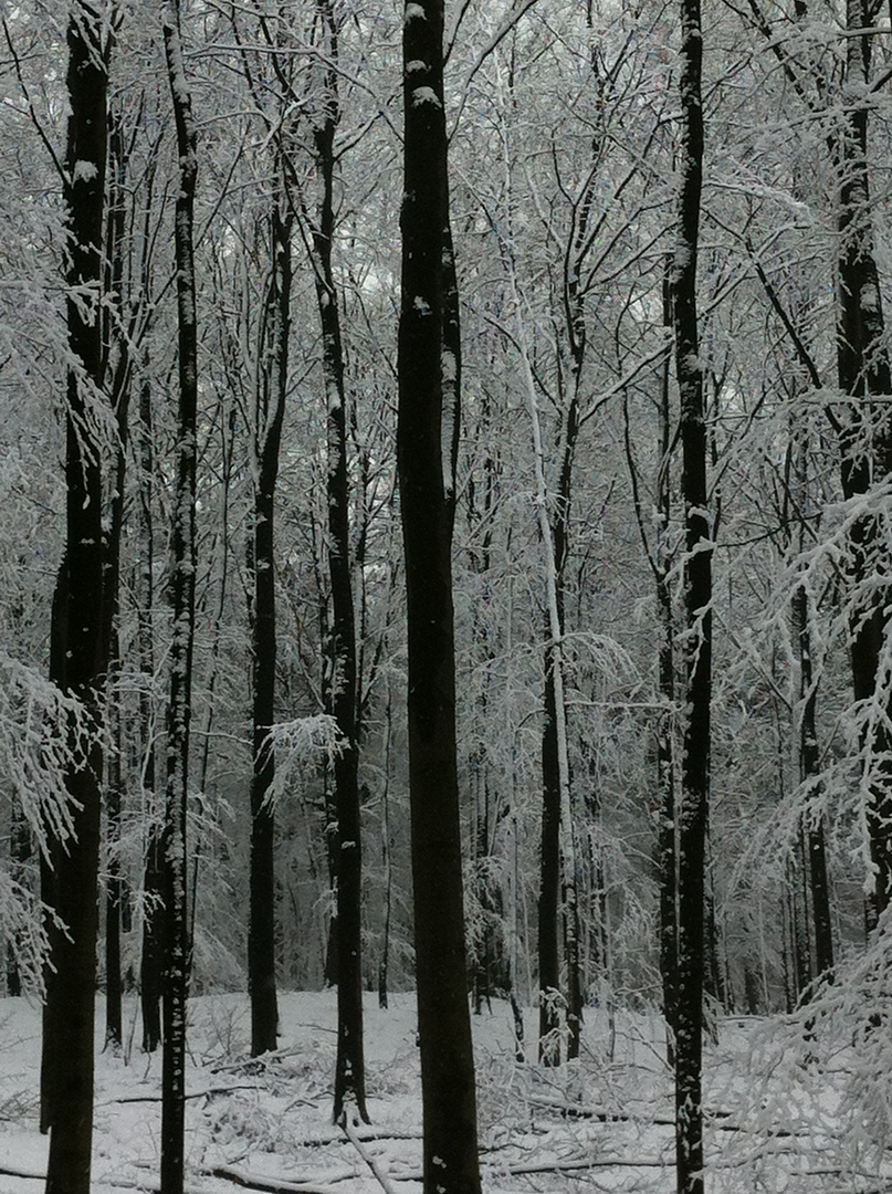 zerrissen oder der winter war