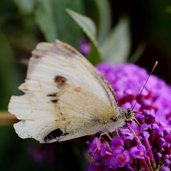 Zerrupfter Weißling am Sommerflieder