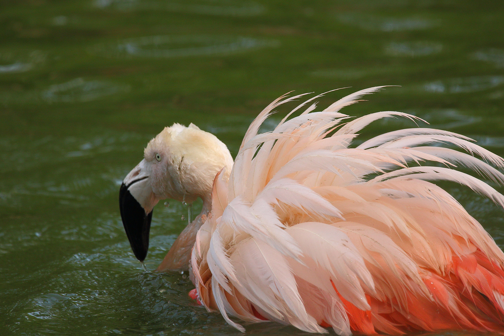 "Zerrupftes Huhn oder so"