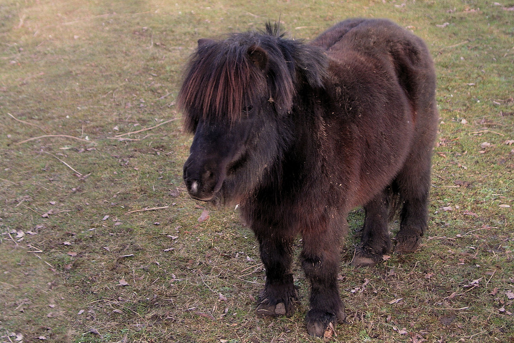 Zersaustes Pony