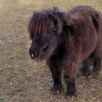 Zersaustes Pony