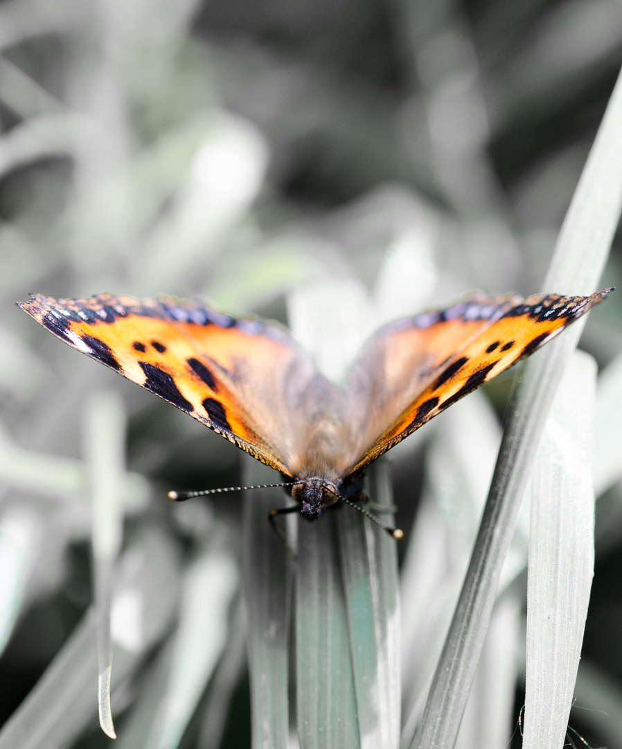 Zerschmetterling