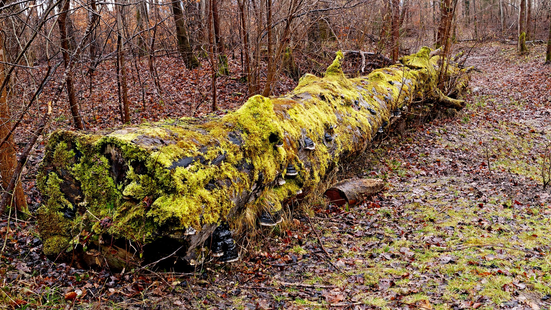 "Zersetzung"