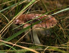 Zersetzung - Pilz mit Wurm