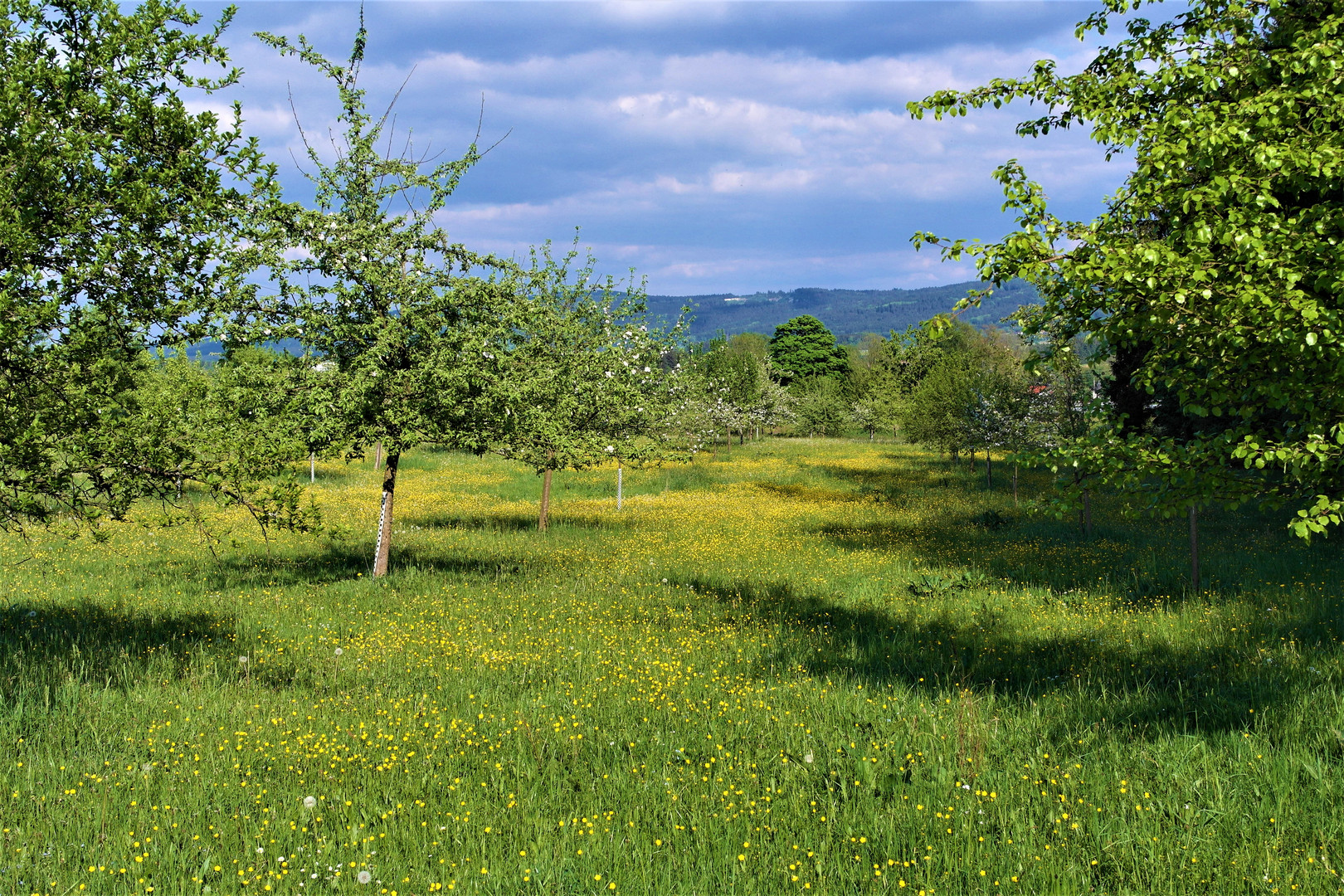 Zerstreuung in der Streuobstwiese