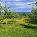 Zerstreuung in der Streuobstwiese