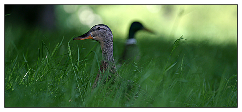 Zerstritten [Enten-Sozialkritisch]