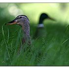 Zerstritten [Enten-Sozialkritisch]